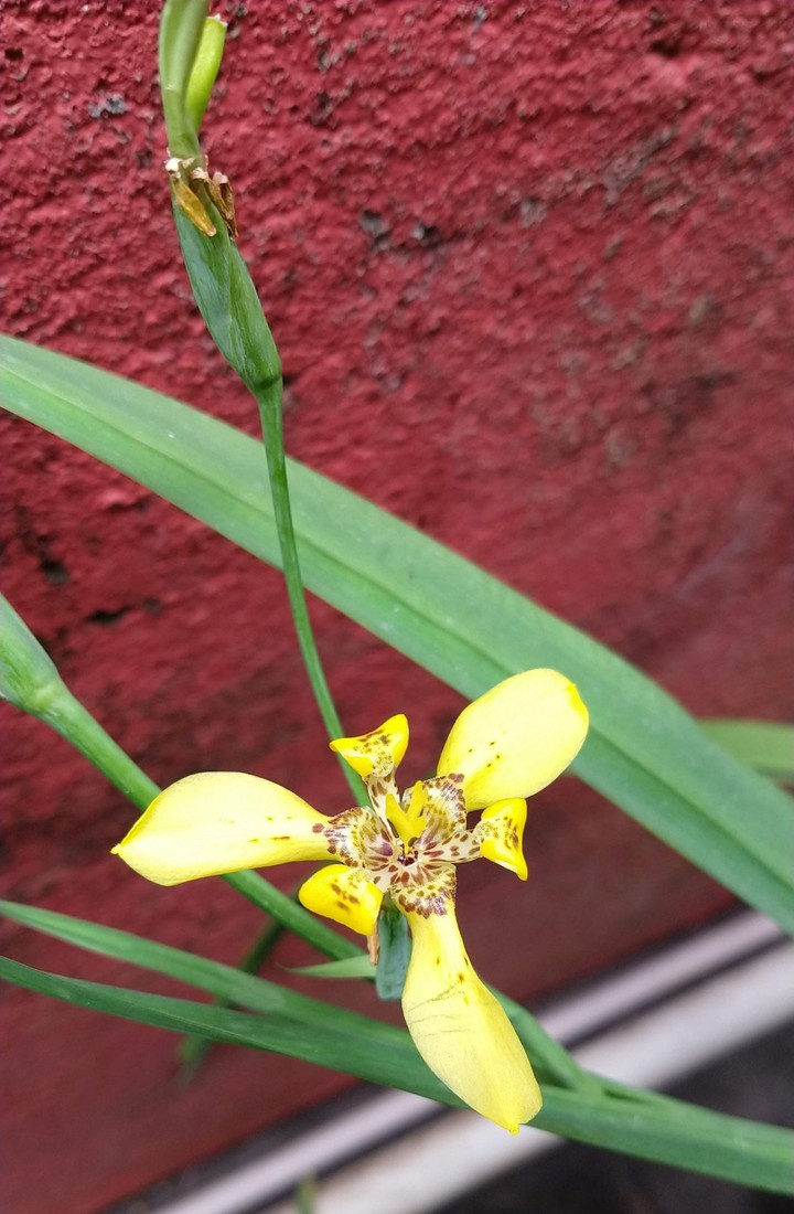 Flor orquídea