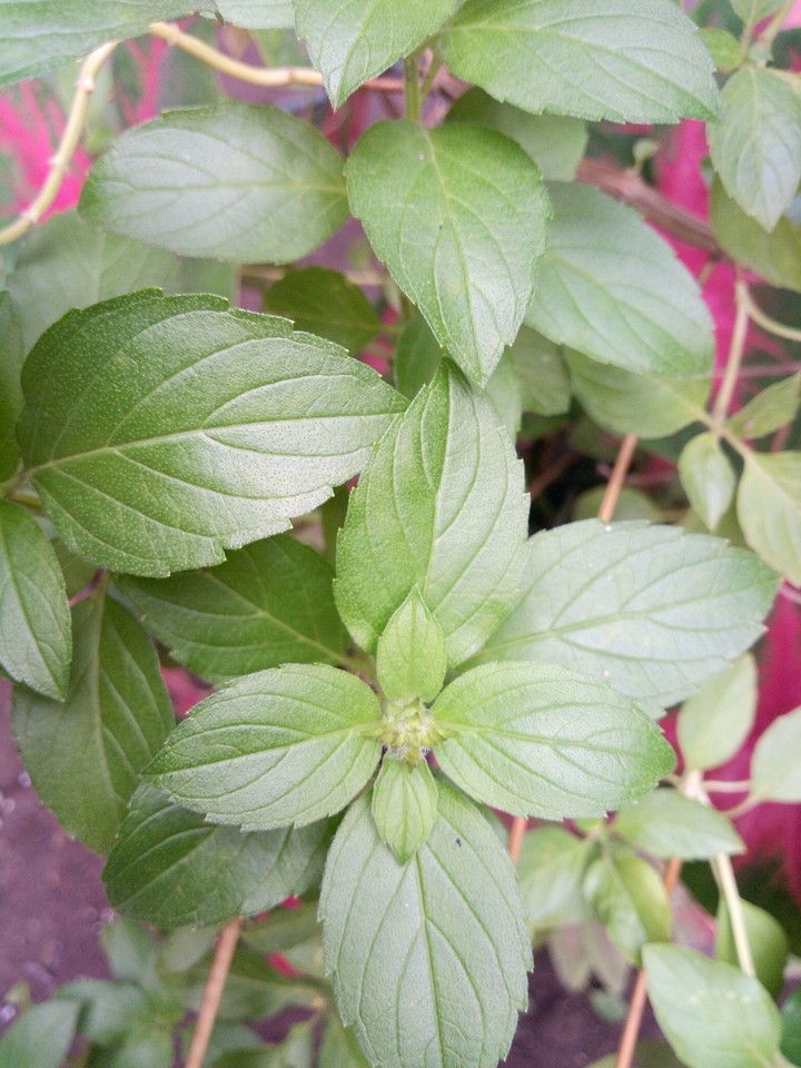 basilic o albahaca Méxicana