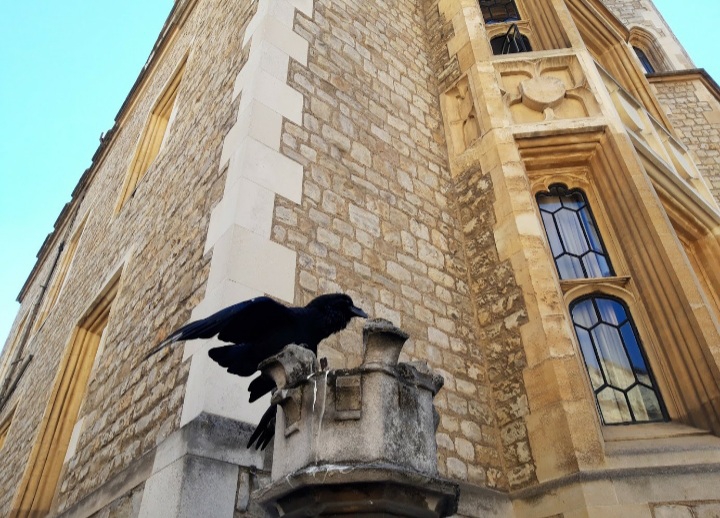 Black crow