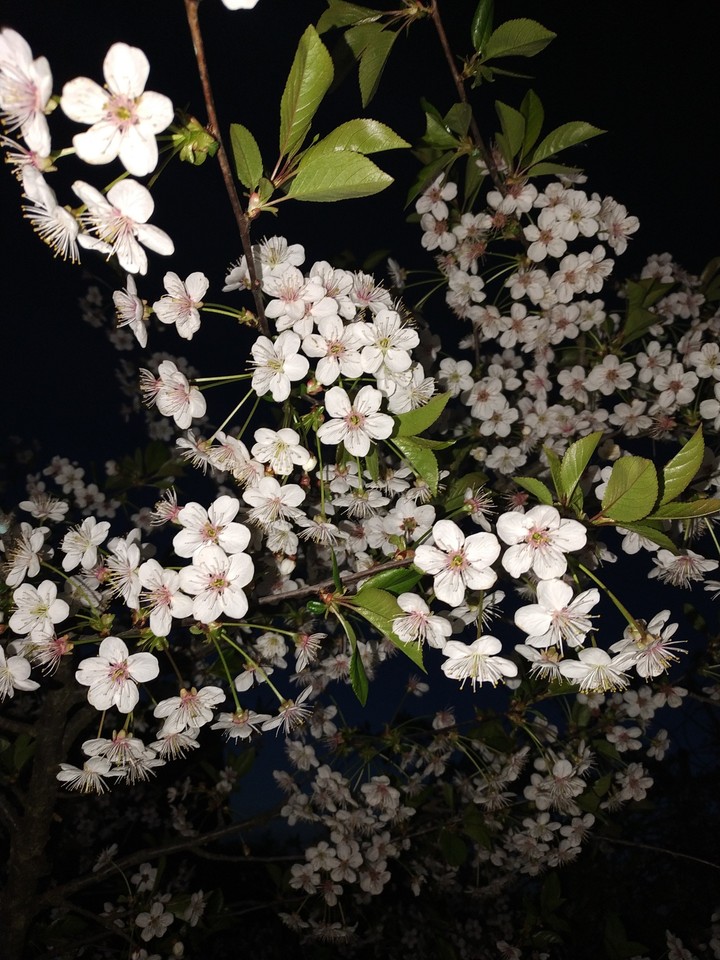 Flowers 2.0