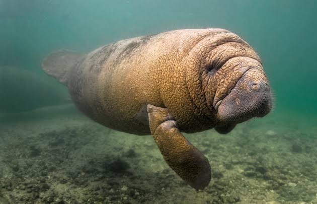 Brazilian fauna - Peixe Boi
