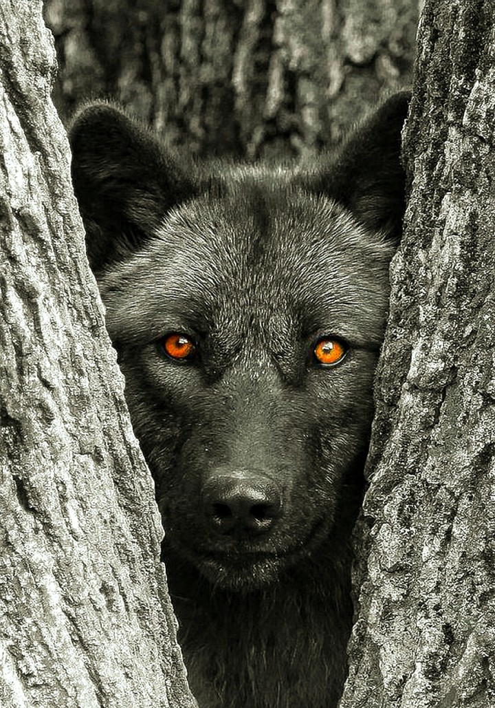 Ambush Through the Fork