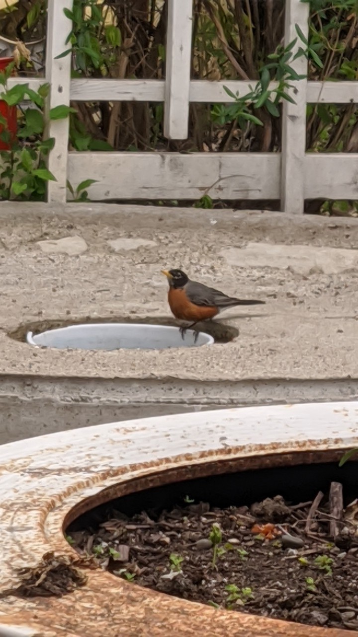 robin