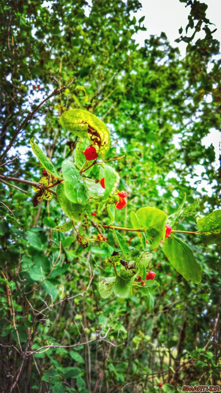 nature