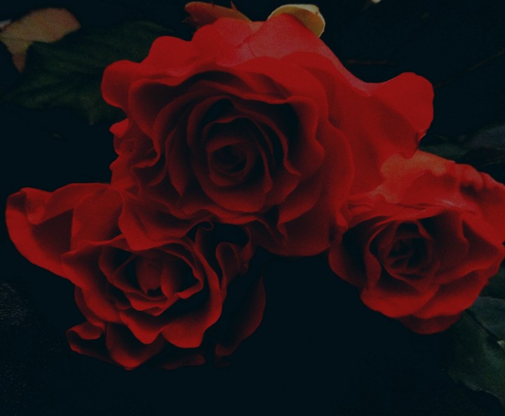 roses