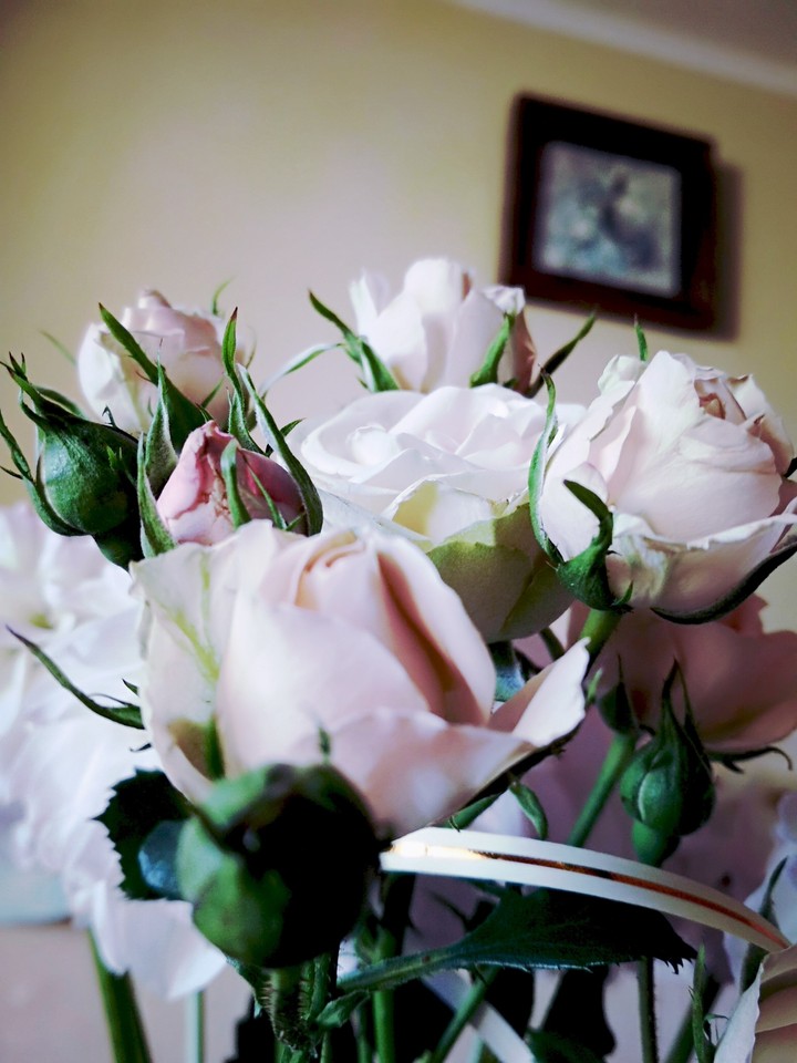 Rose / Розы