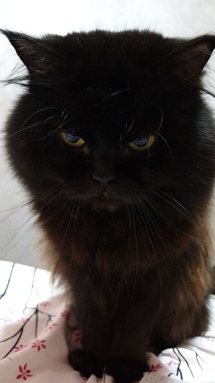 кот