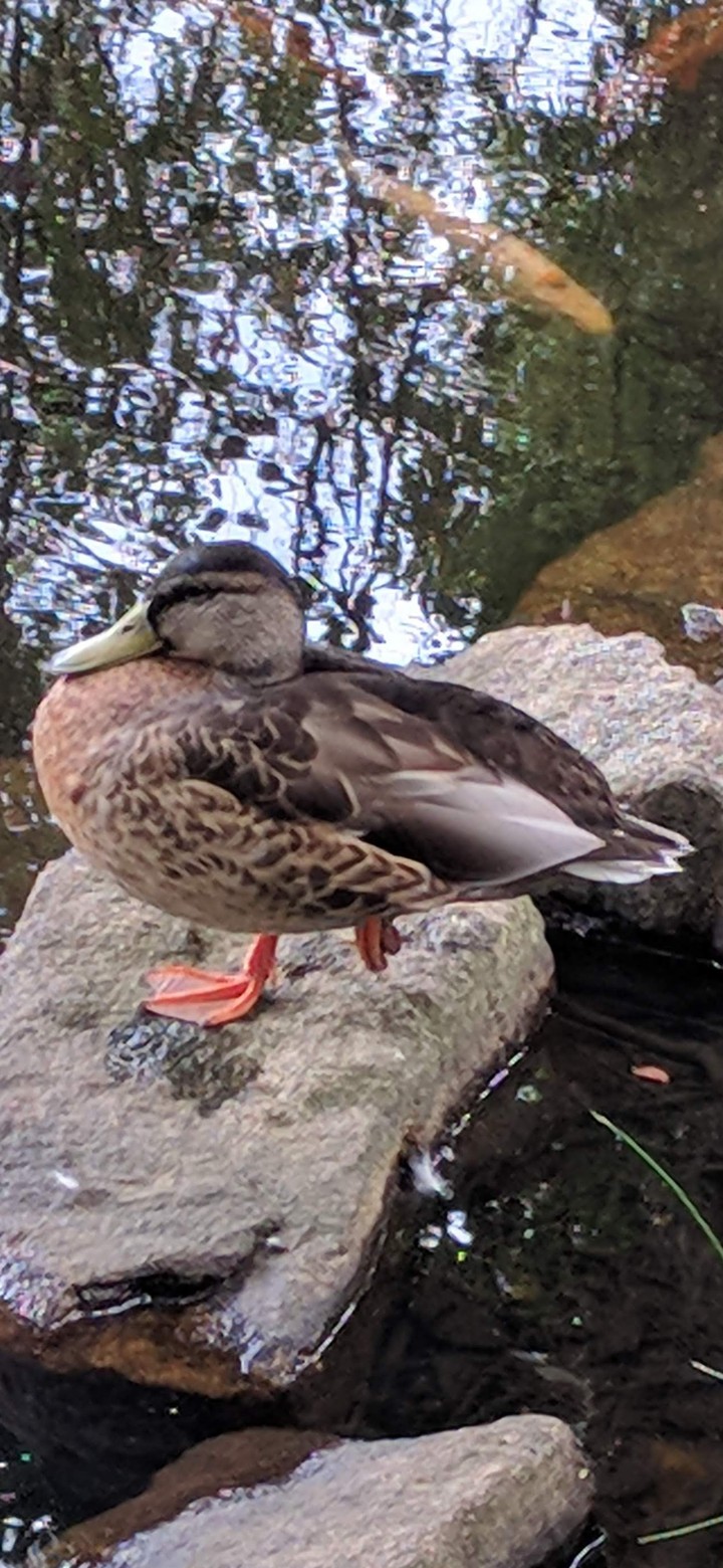 Ente