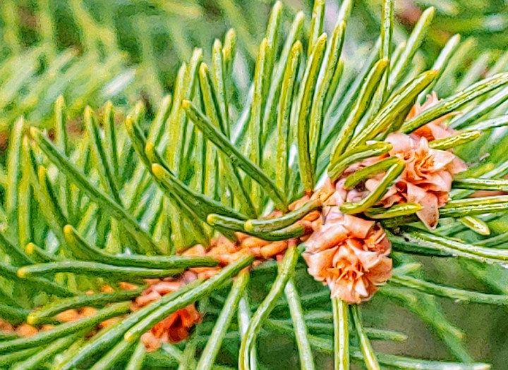 new growth