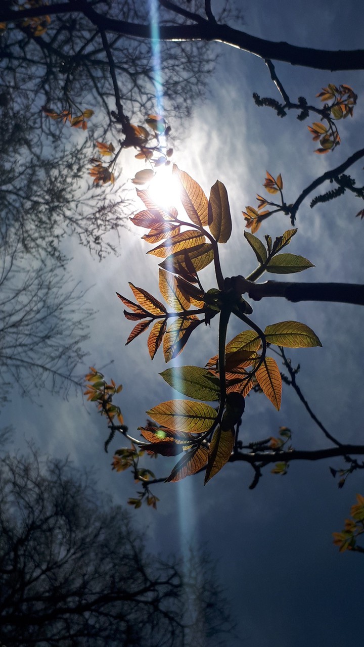 sun shine