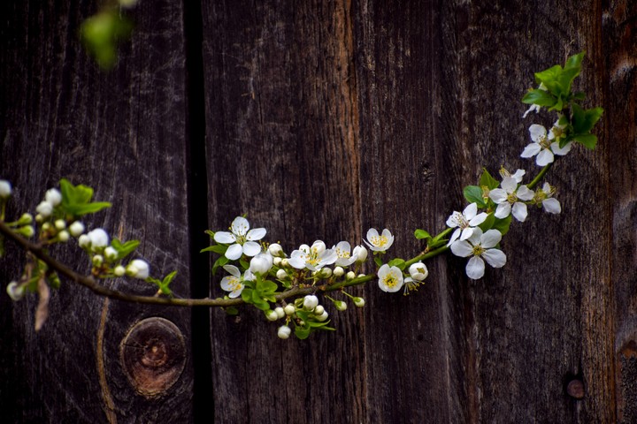 blossom