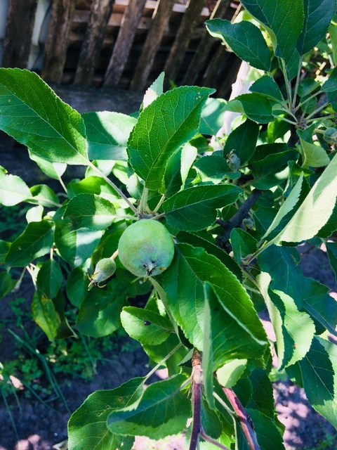 fruit, leaf háttérképek