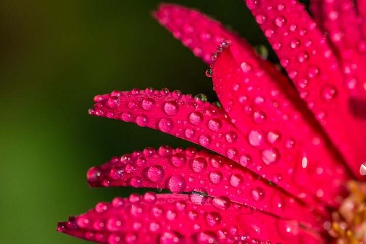 Macro