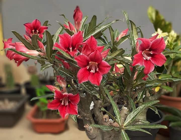 Adenium