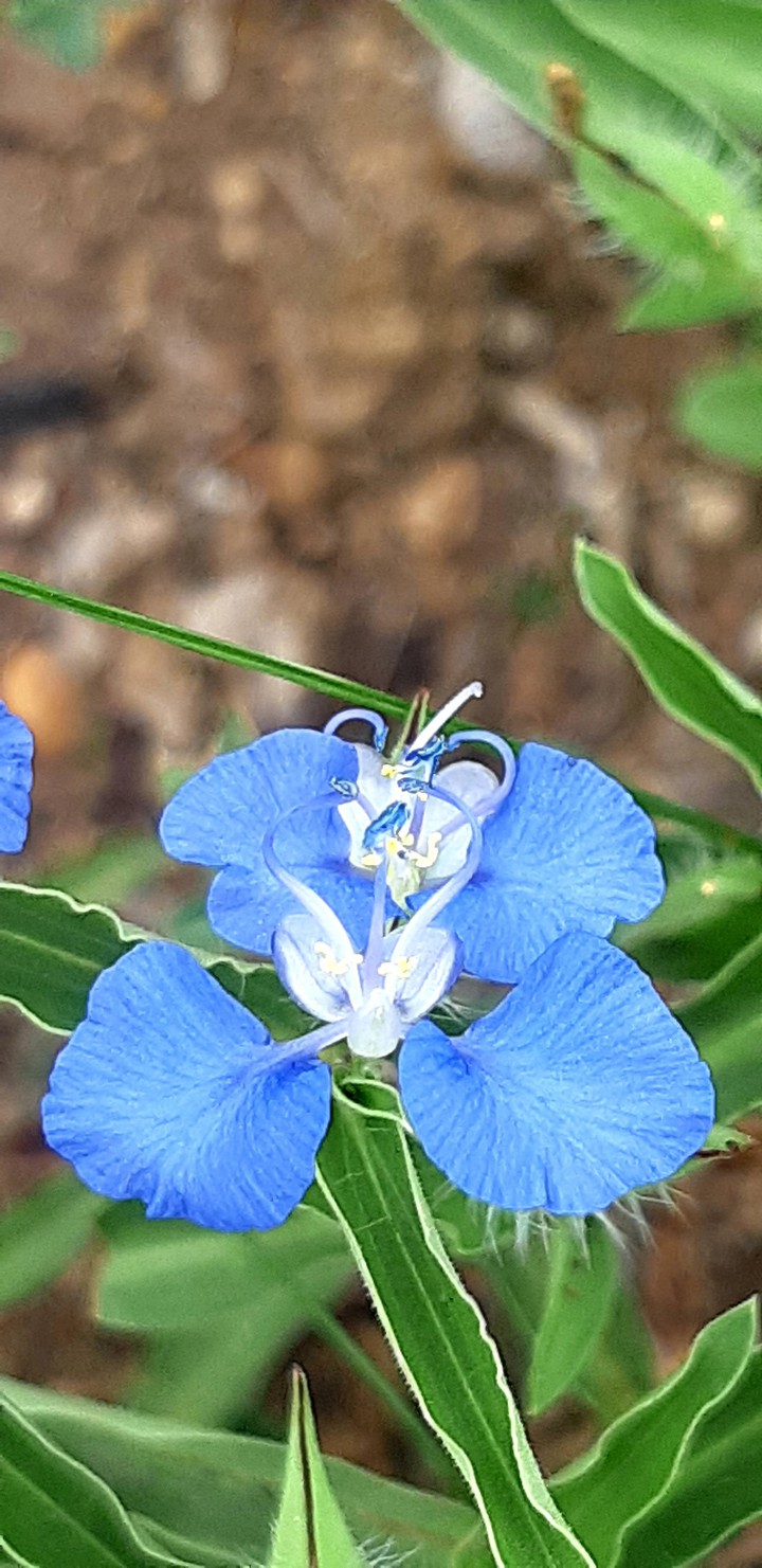 my garden flower