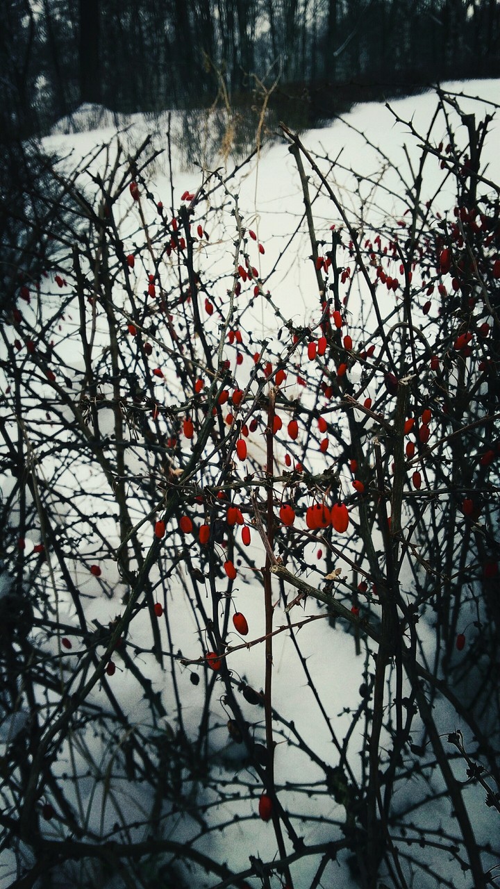 snow