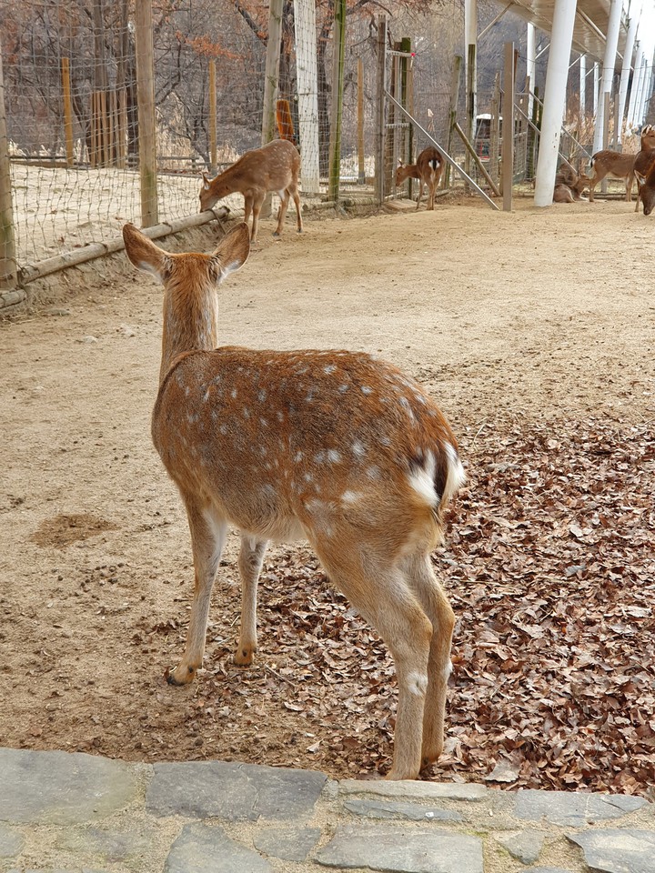 서울숲 사슴1