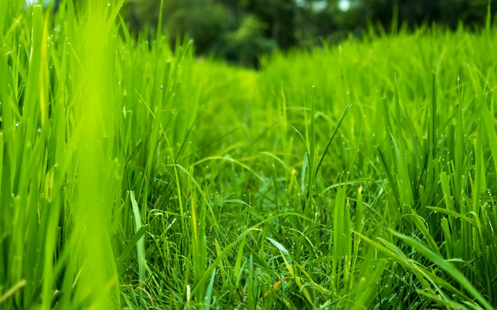 soothing green