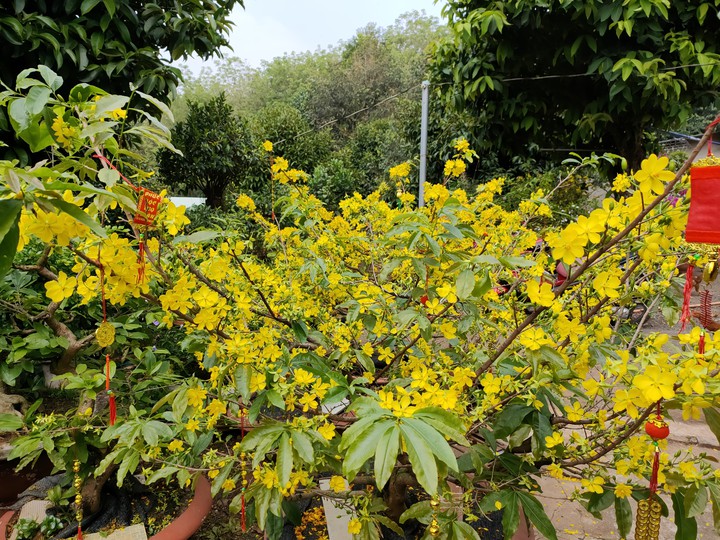 Yellow apricot