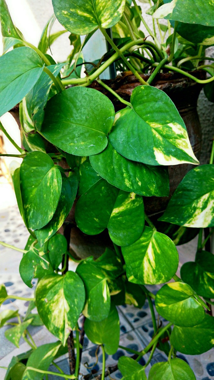 Plant