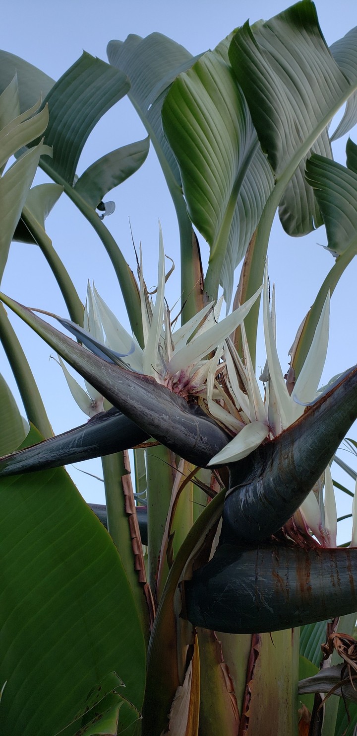 white birds of paradise