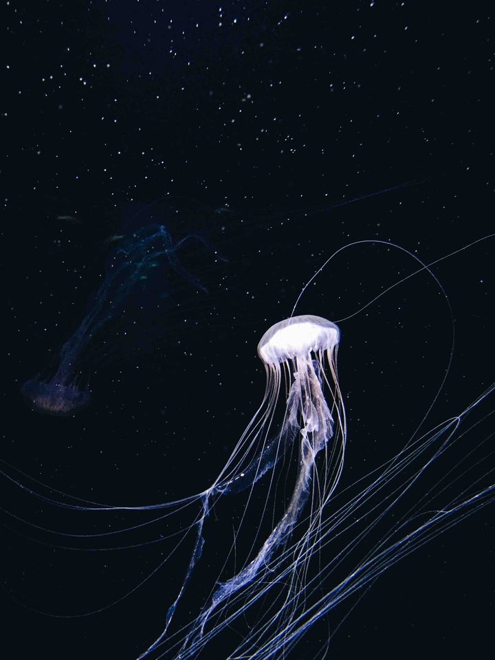 Jellyfish