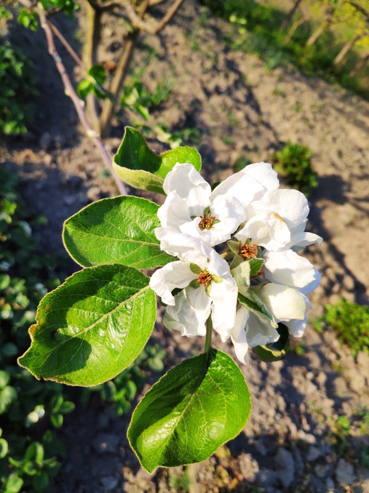 apple blossoms