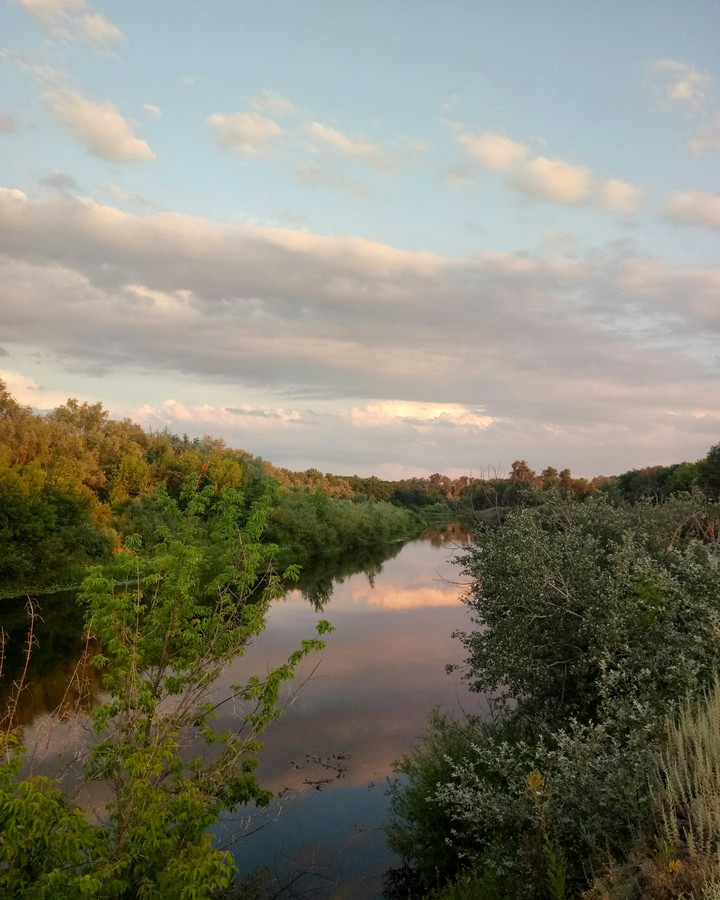 forest and river