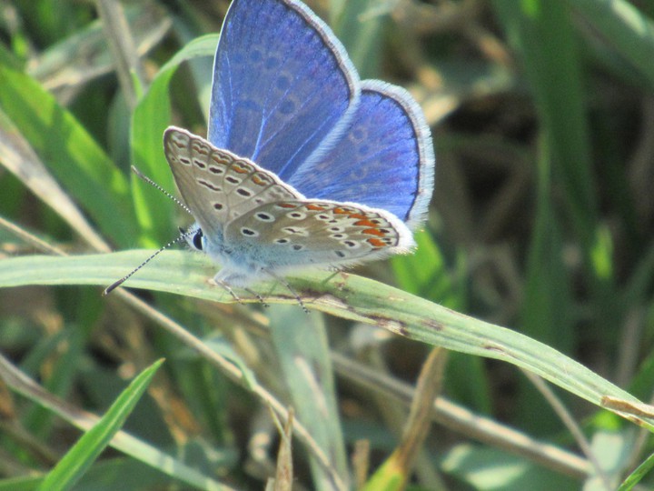 Blue winged butterfly