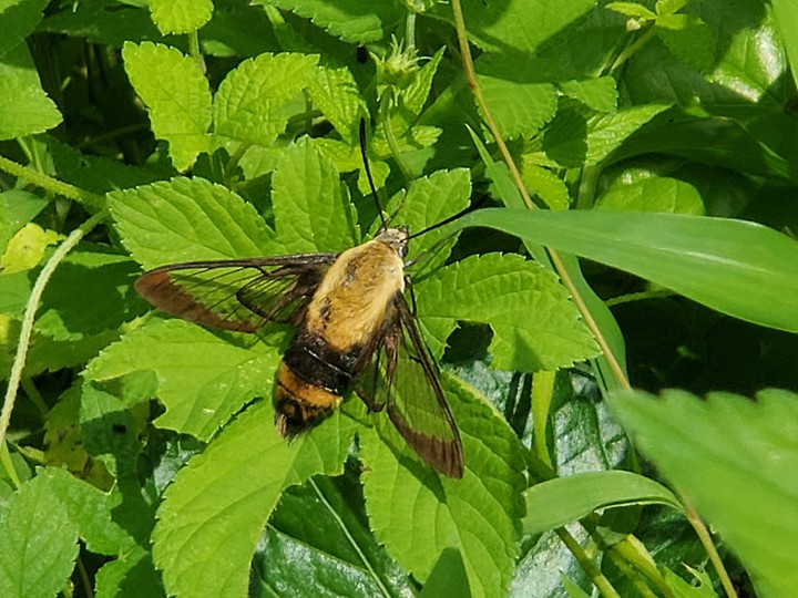 hummingbird hawk moth