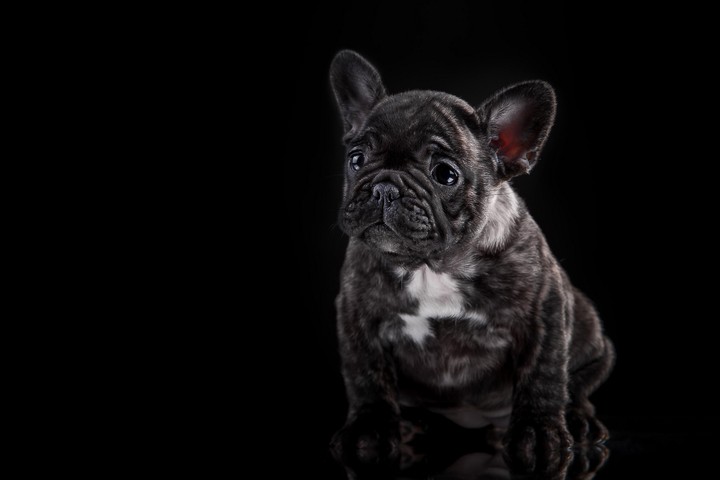 Puppy