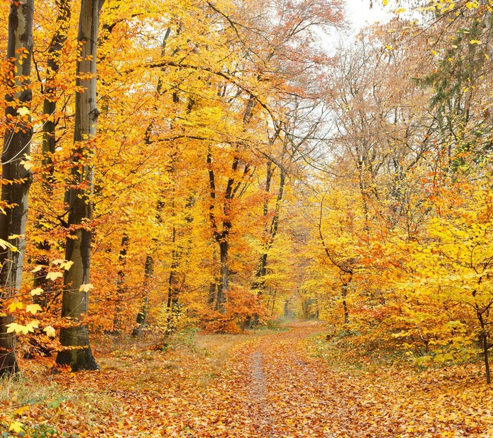 Fall