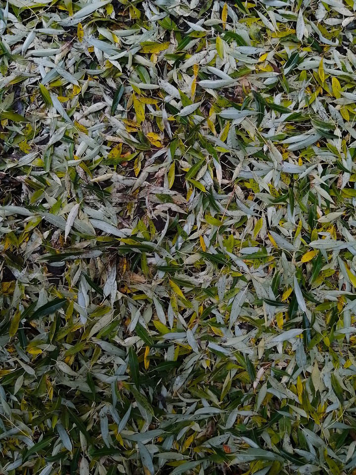 Foliage