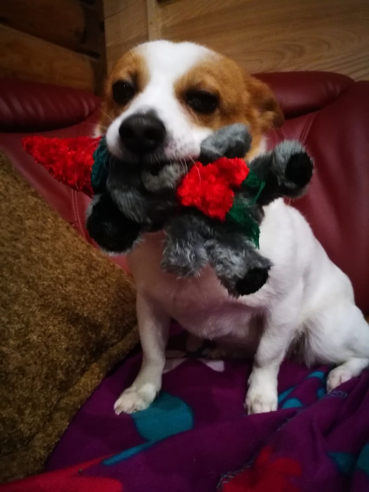 dogvwith christmas present