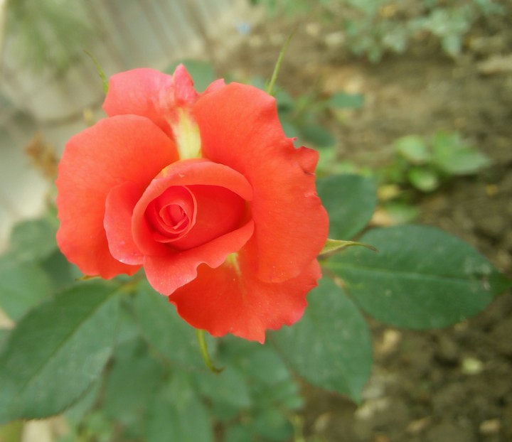 Rose
