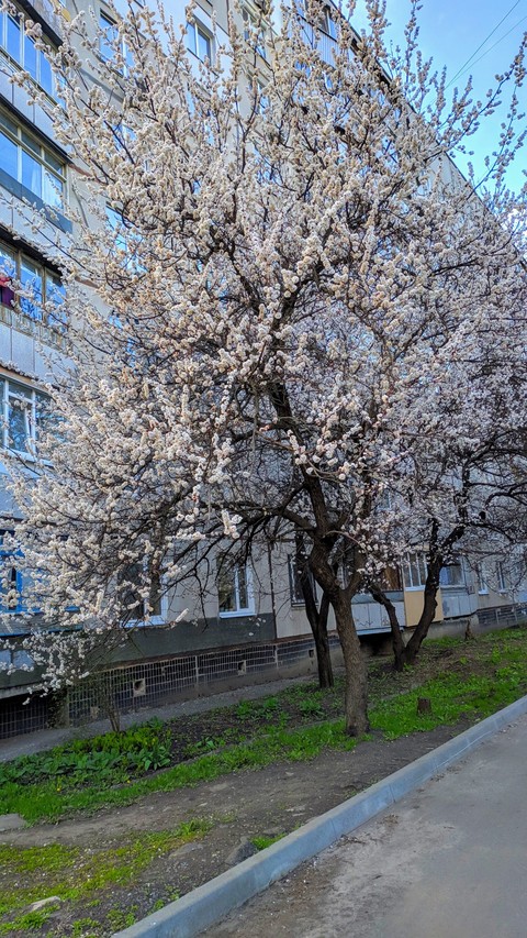 Spring