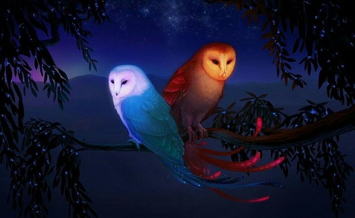Owls