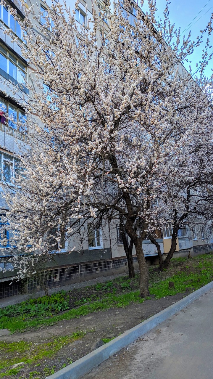 Spring