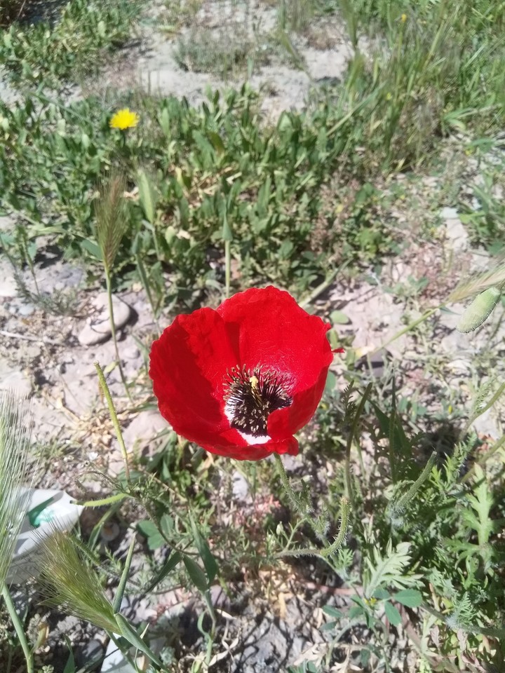 flower