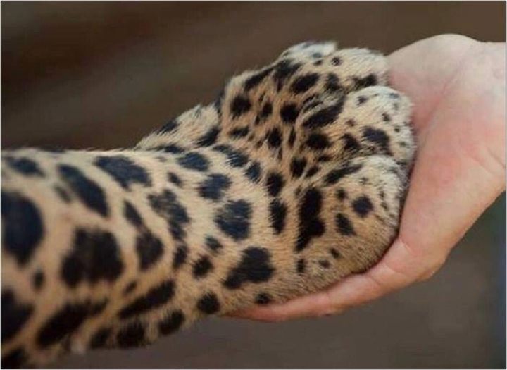 gepard