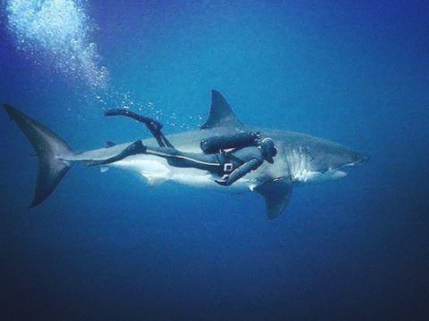swimming with the shark