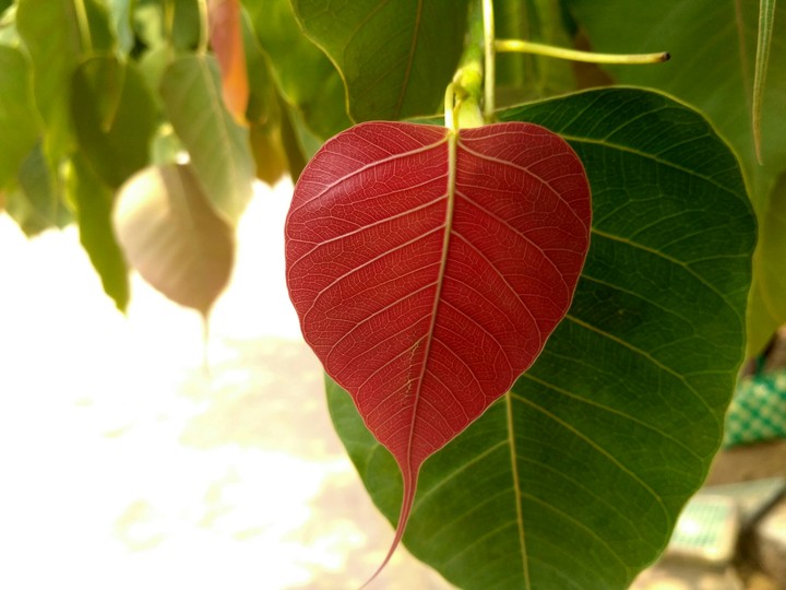 red leaf