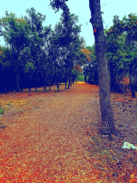 Central Texas fall colors