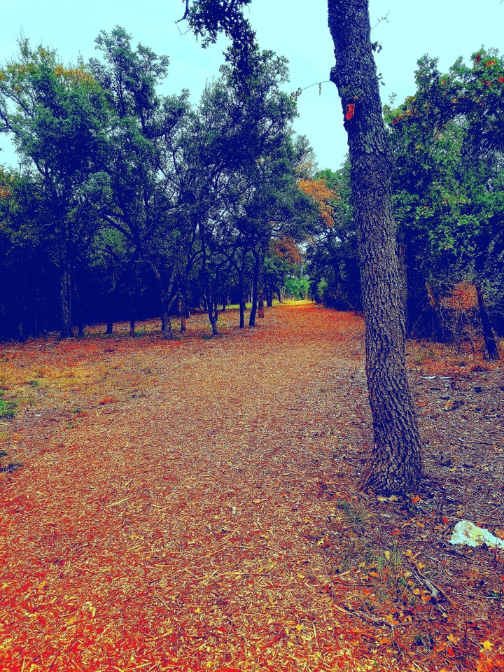 Central Texas fall colors