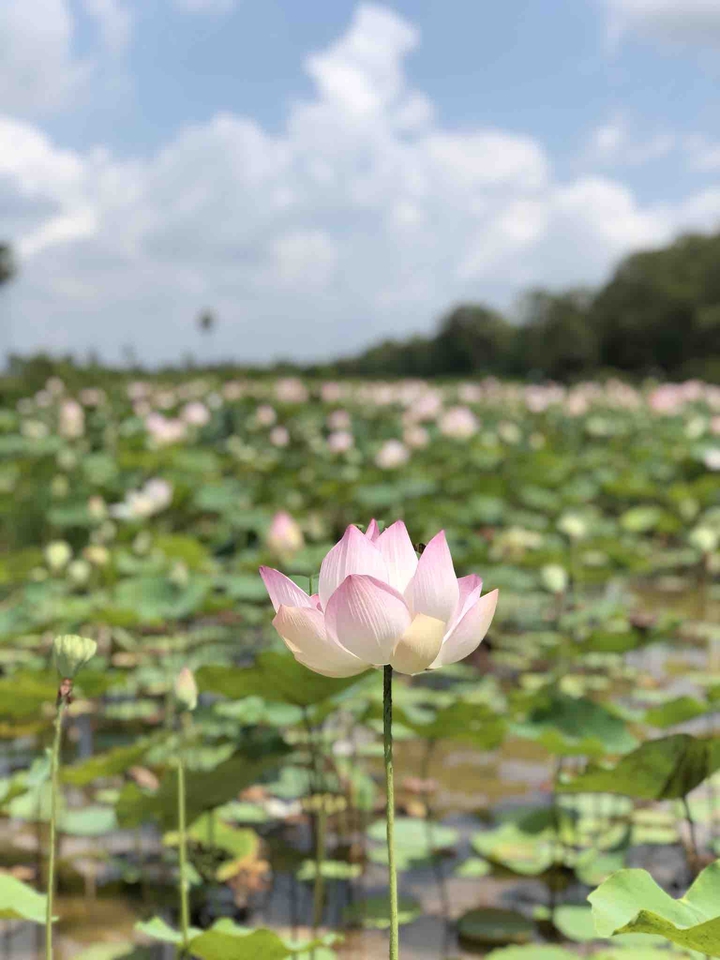 Lily Flowers