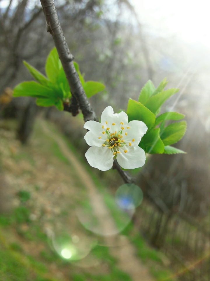 Spring