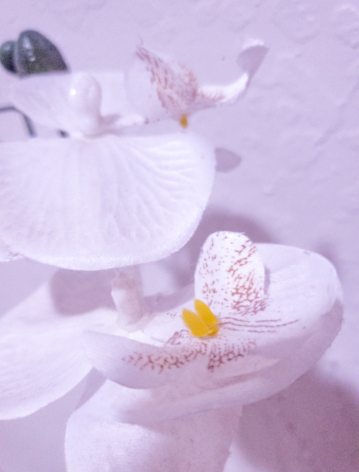 Orchid