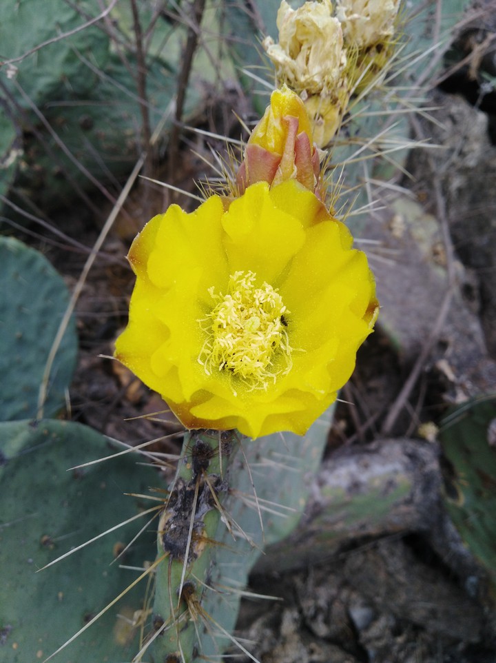 Floe de Opuntia