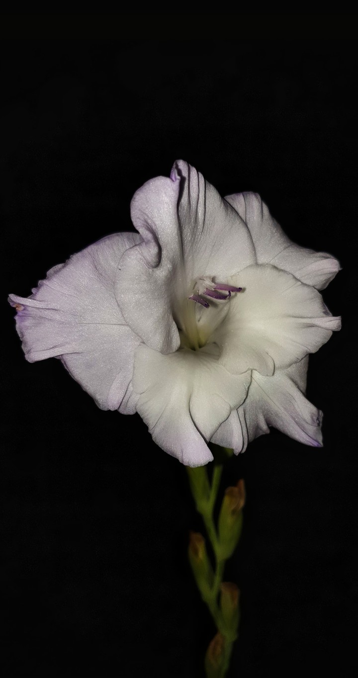 night flower