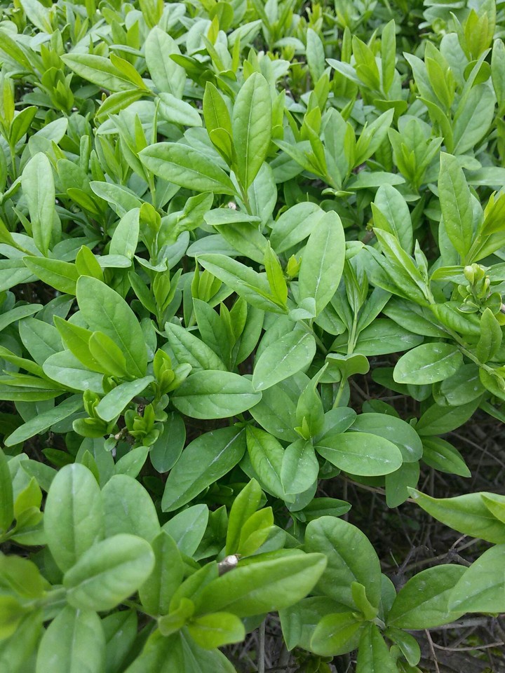 green grass